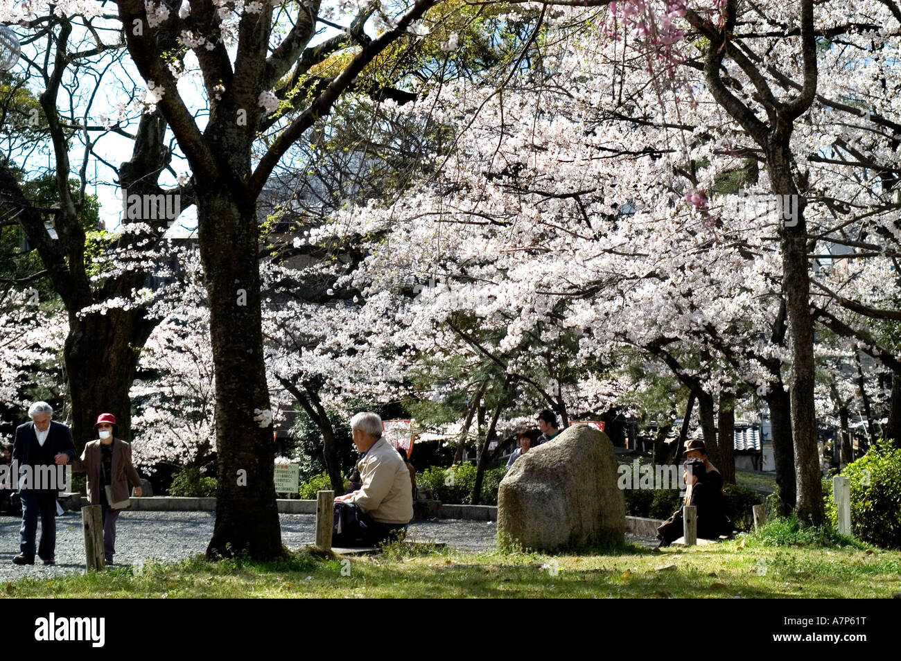 Maruyama Park Cherry Blossom Japan japanischer Garten Stockfoto
