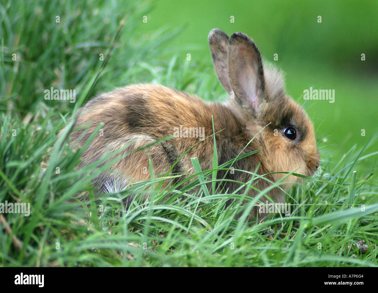 Zwerg Kaninchen (Oryctolagus Cuniculus F. Domestica), auf der Wiese Stockfoto