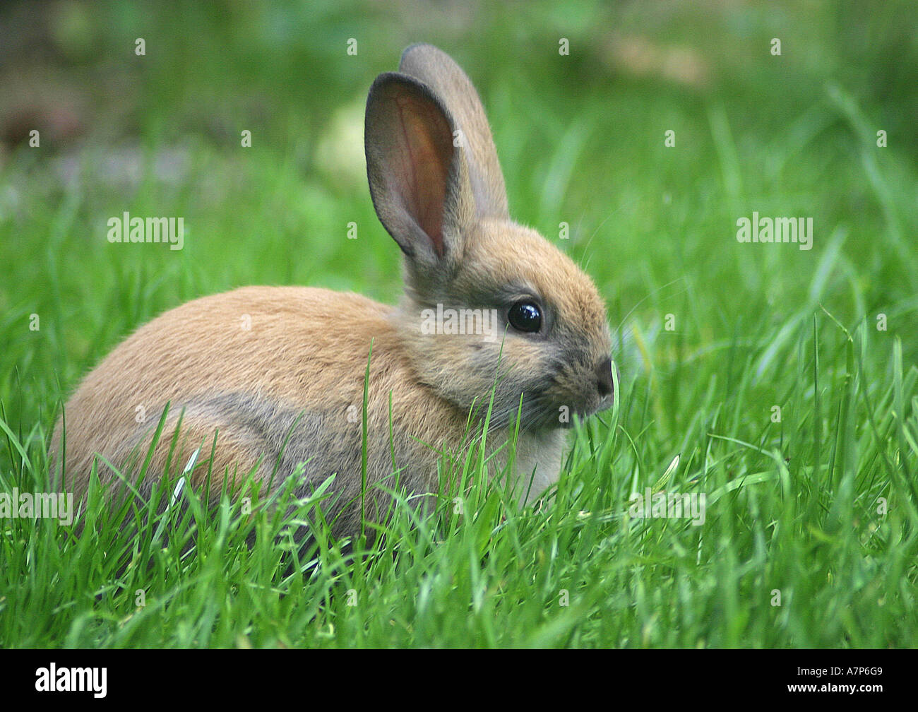 Zwerg-Kaninchen (Oryctolagus Cuniculus F. Domestica), sitzen auf der Wiese und isst Stockfoto
