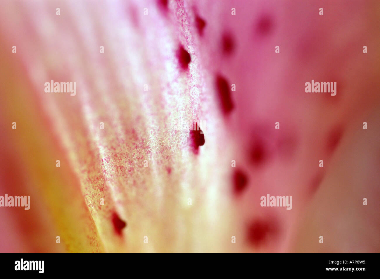 Martagon-Lilie, lila Turk Kappe Lilie (Lilium Martagon), Detail Innenansicht von einer Blüte, Italien Stockfoto