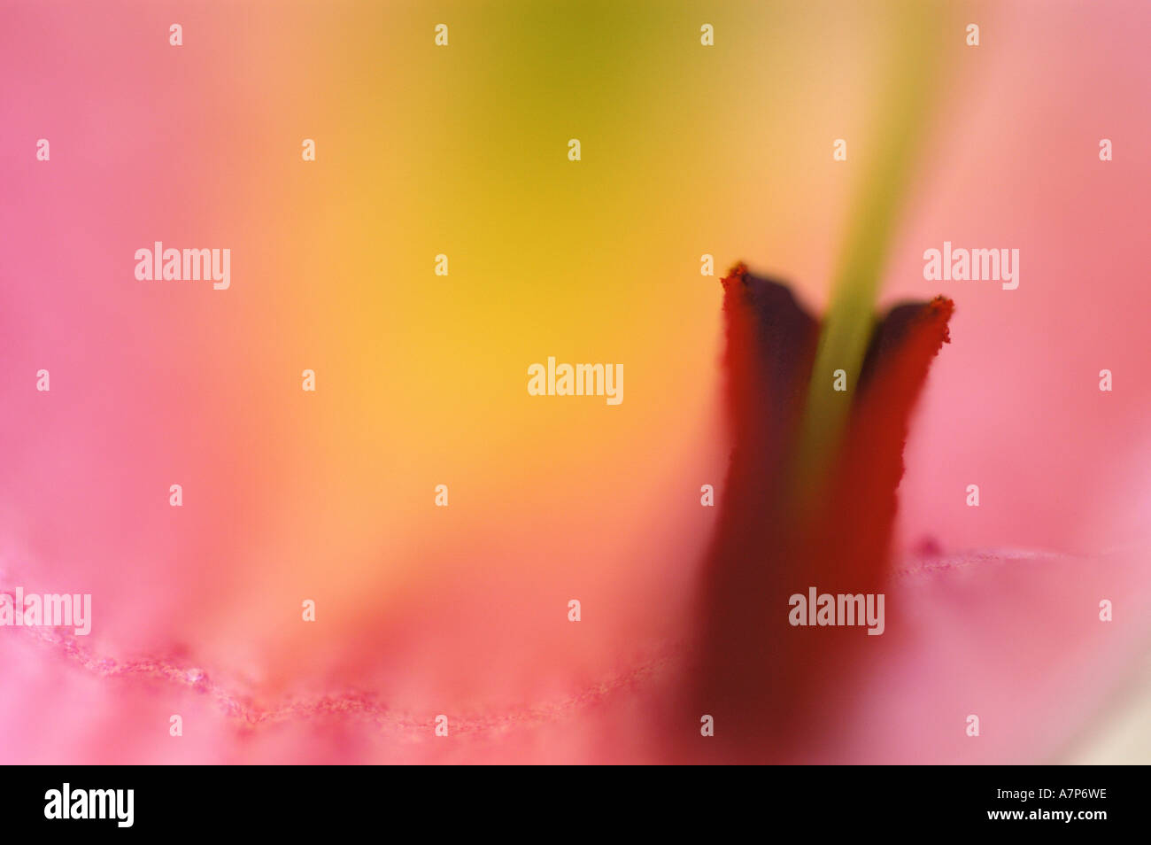 Martagon-Lilie, lila Turk Kappe Lilie (Lilium Martagon), Detail Innenansicht von einer Blüte, Italien Stockfoto