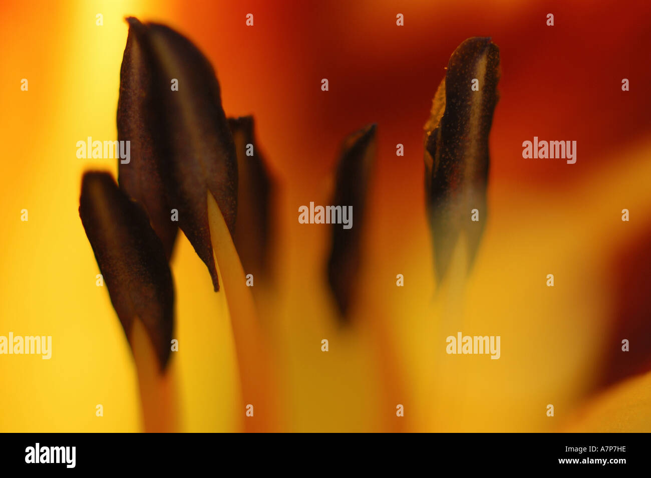 Taglilie (Hemerocallis spec.), Detail Innenansicht von einer Blüte Stockfoto