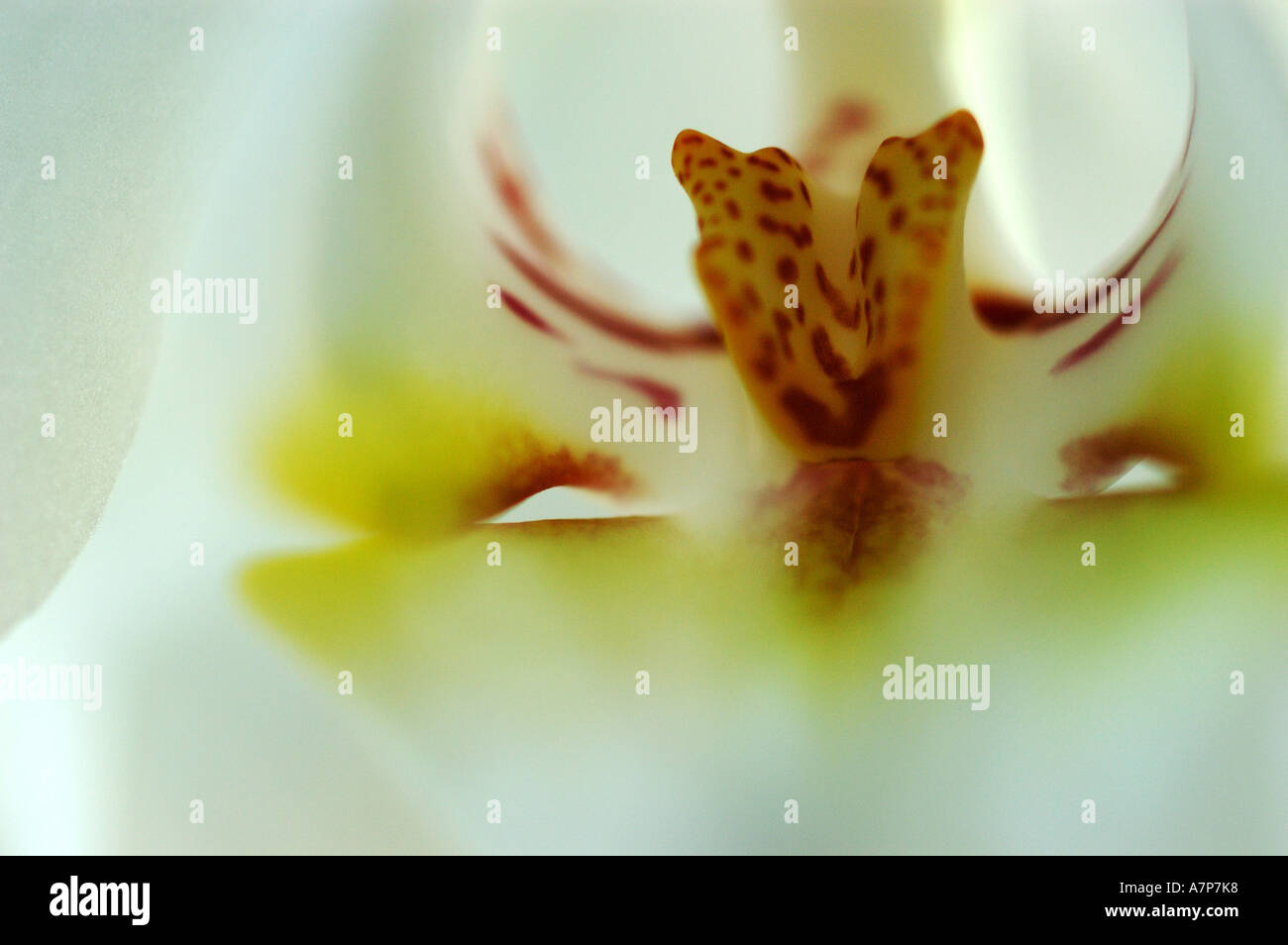 Nachtfalter-Orchidee (Phalaenopsis Hybride), Detail Innenansicht von einer Blüte, Deutschland Stockfoto