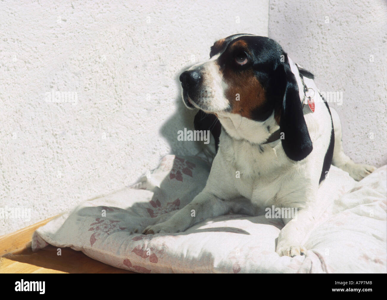 Beagle (Canis Lupus F. Familiaris), sitzen auf Kissen im Rand Stockfoto