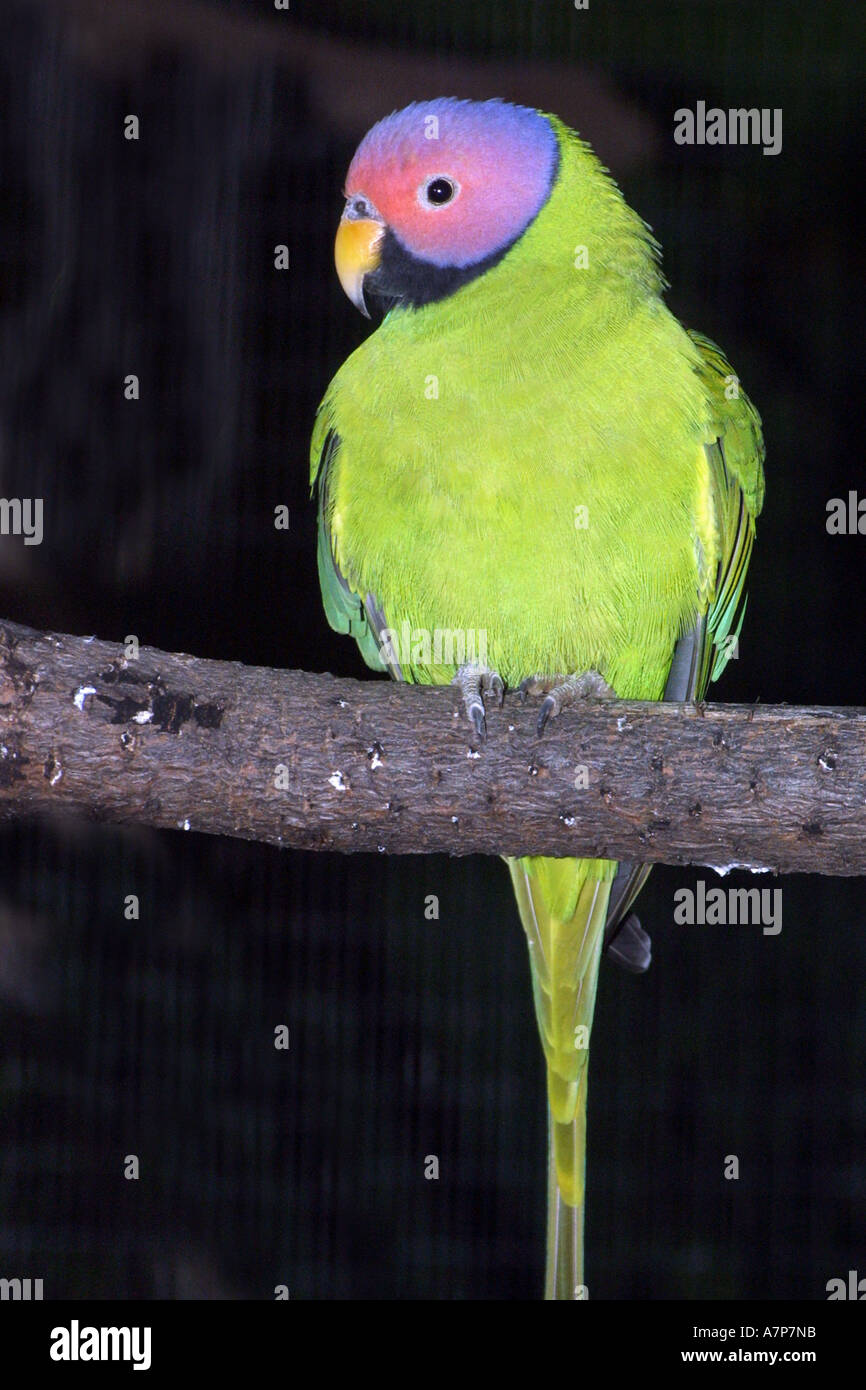 unter der Leitung von Pflaume Sittich (geflohen Cyanocephala), sitzen im Zweig Stockfoto