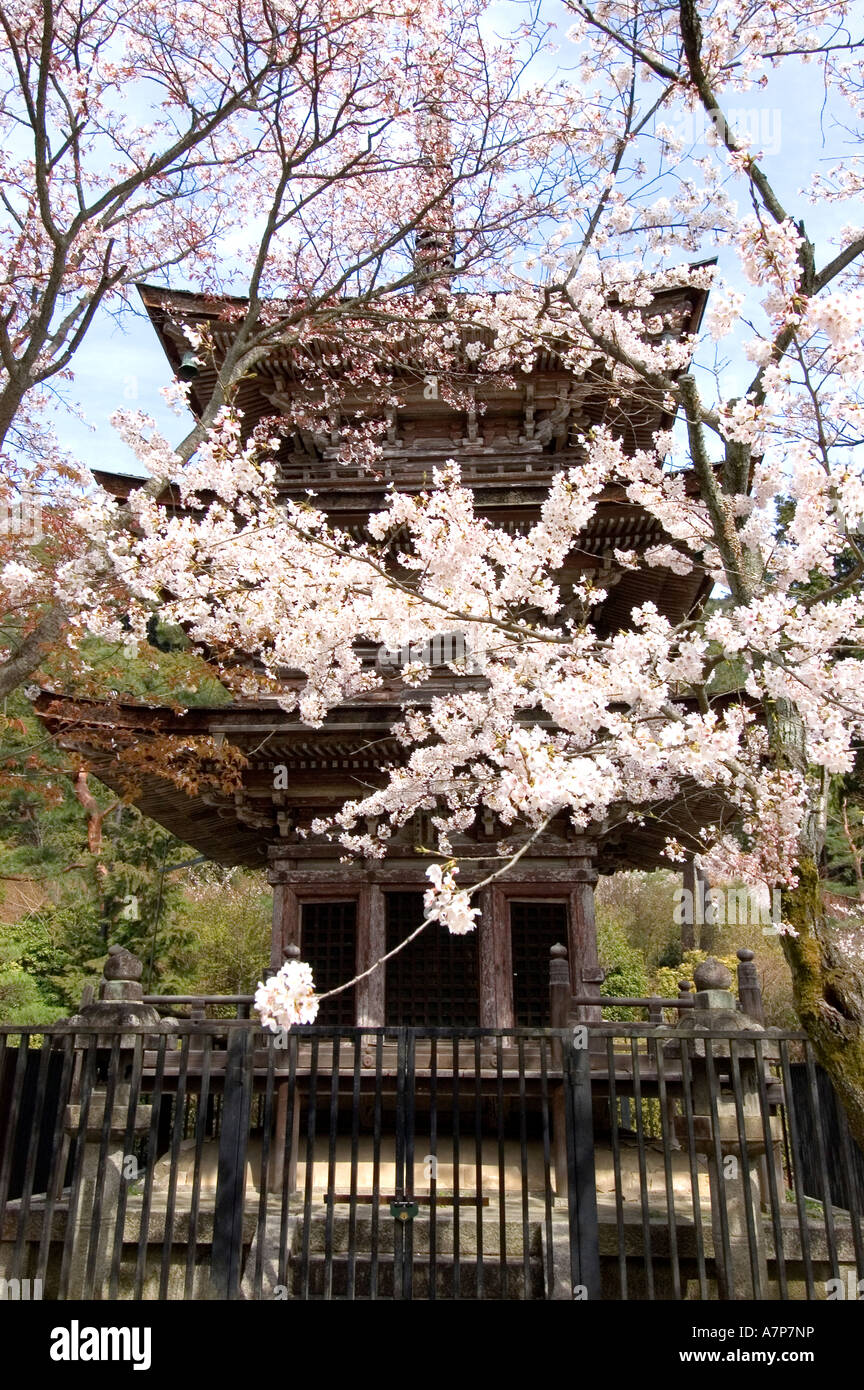 Honen In Kyoto Tempel Japan Blumen Cherry blossom Stockfoto