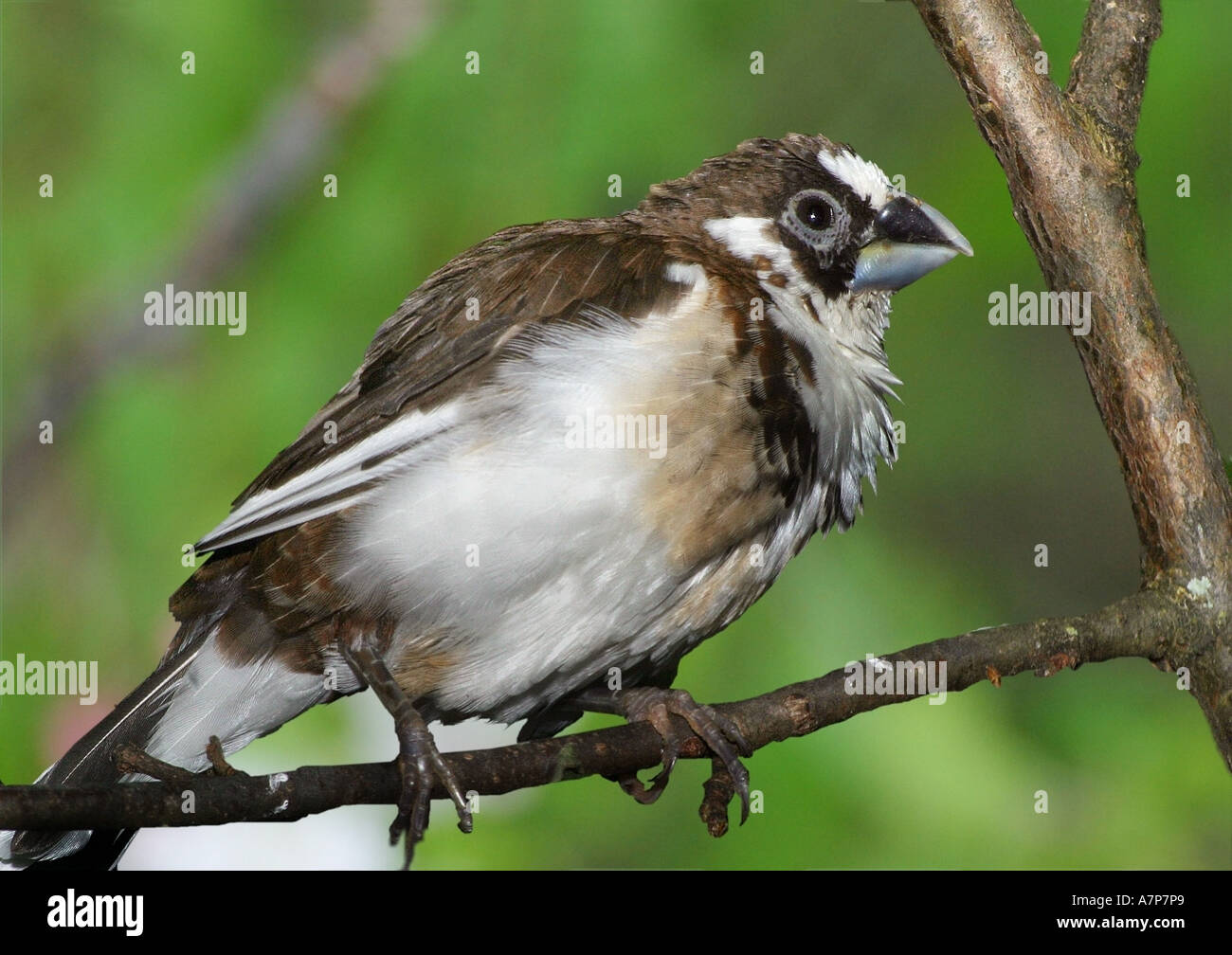 Bengalischen Finch (Lonchura Striata var.domestica), sitzen im Zweig Stockfoto