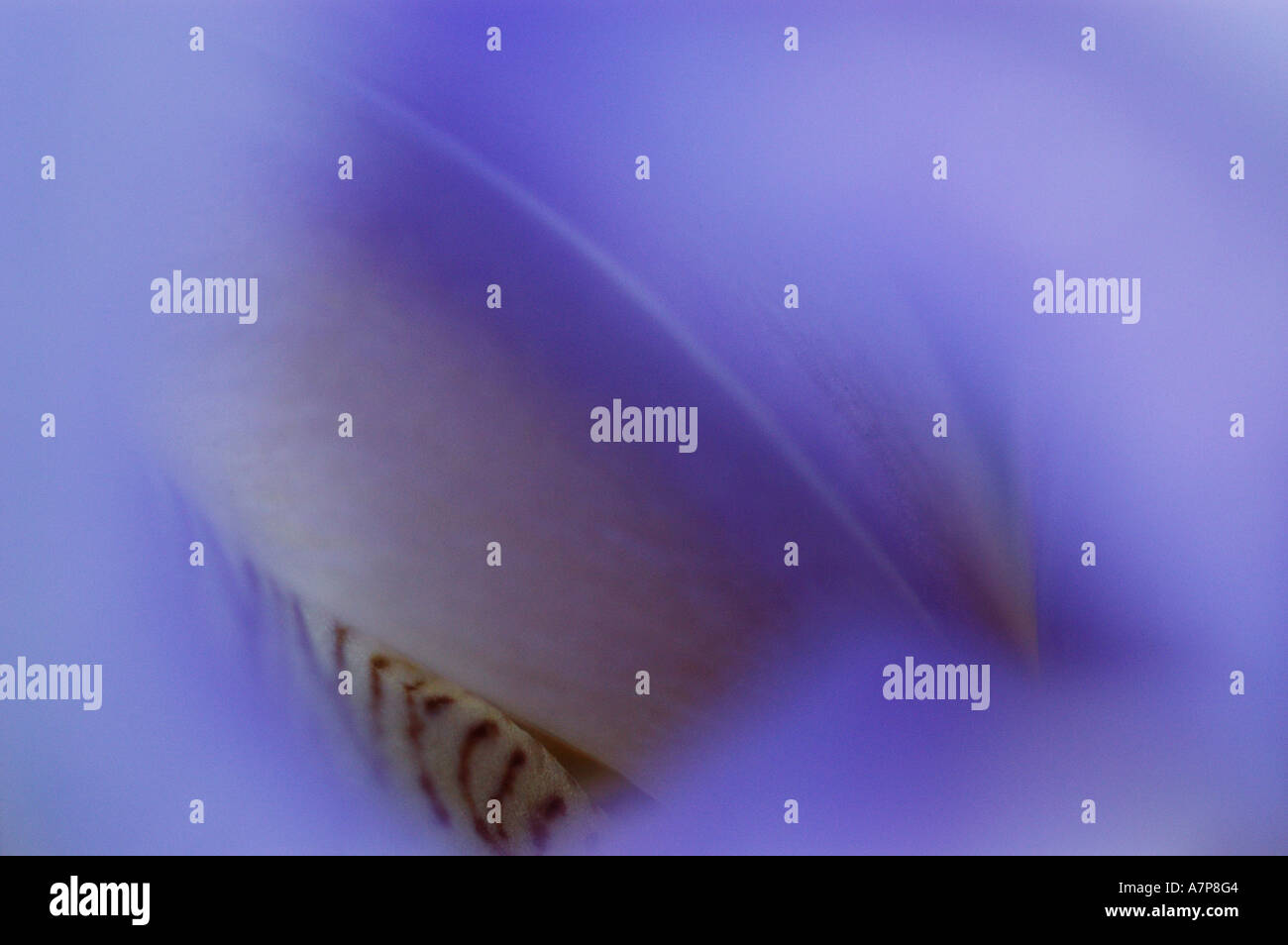 Blau Blume de Luce (Iris Germanica), Detail einer Blüte Stockfoto