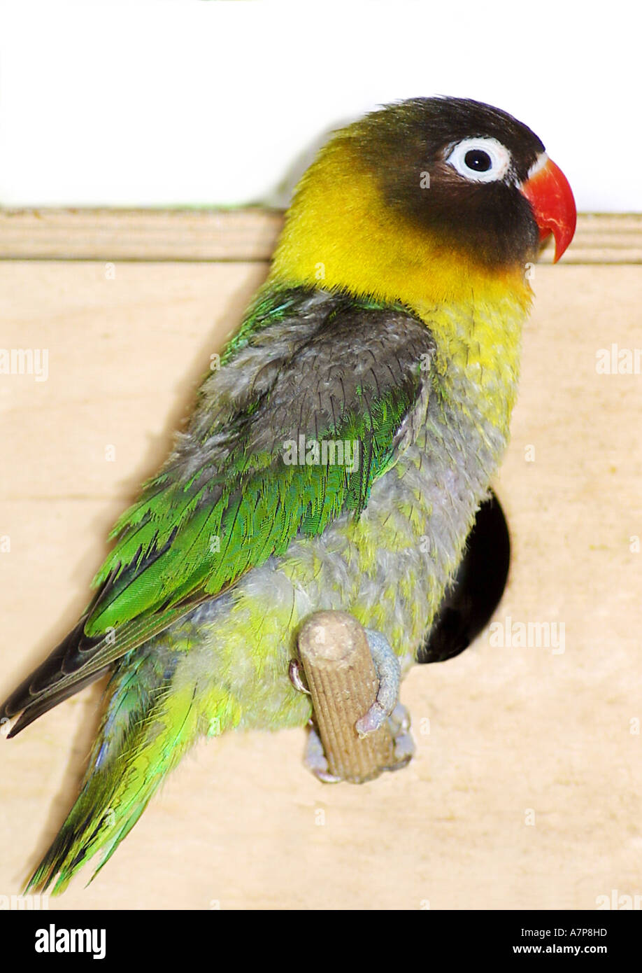 Schwarz-cheeked Lovebird (Agapornis Nigrigenis), sitzen auf Zweig Stockfoto