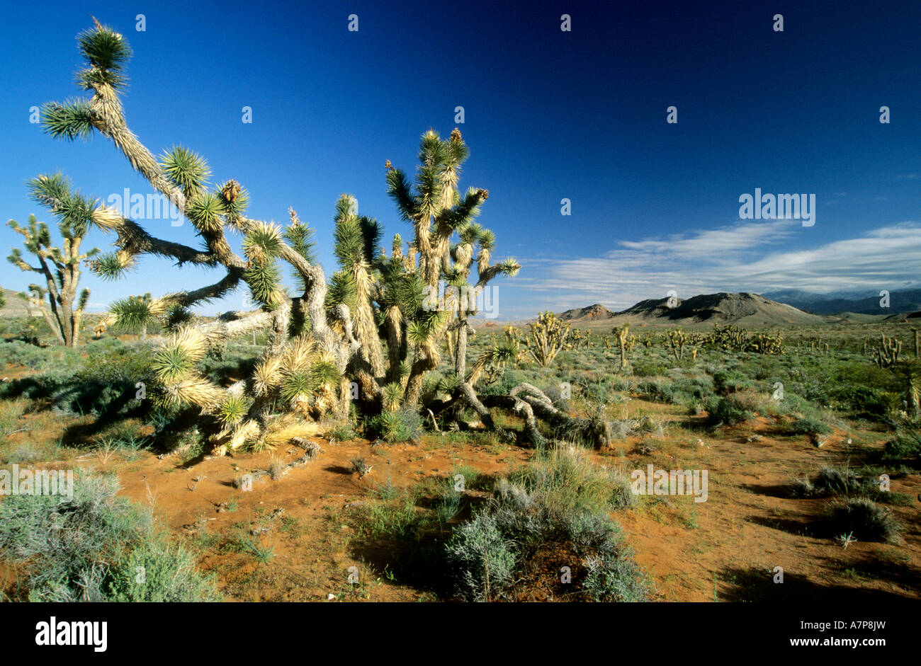 Joshua Tree am Grand Canyon Parashant National Monument Arizona USA Stockfoto