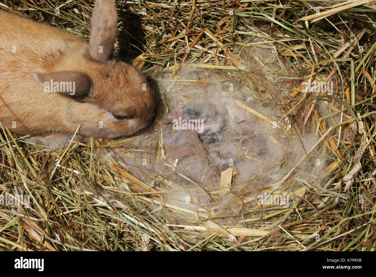 Baby Kaninchen im nest Stockfotografie - Alamy