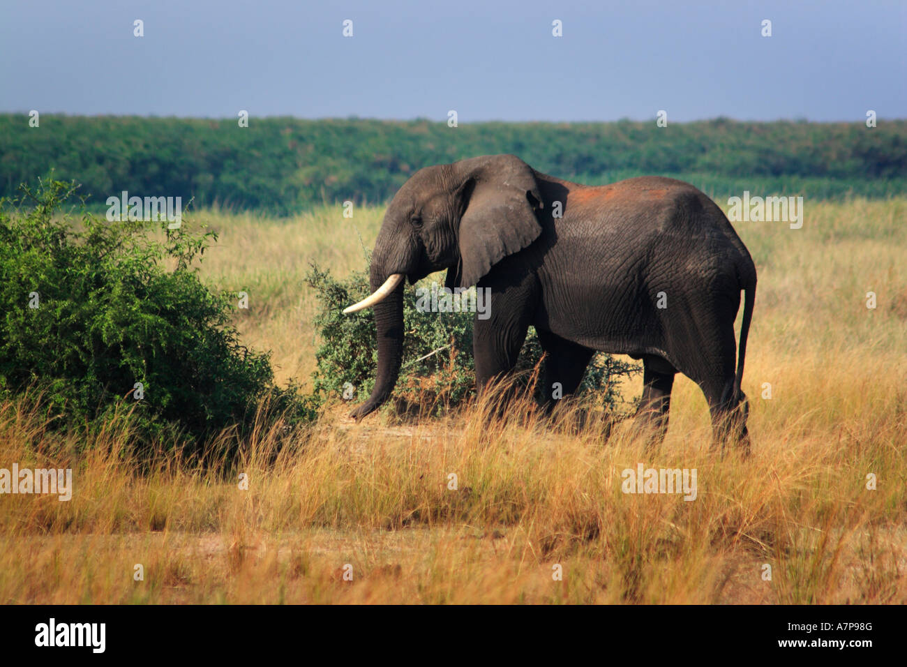Afrikanischer Elefant, Murchison Falls Conservation Area, Uganda Stockfoto