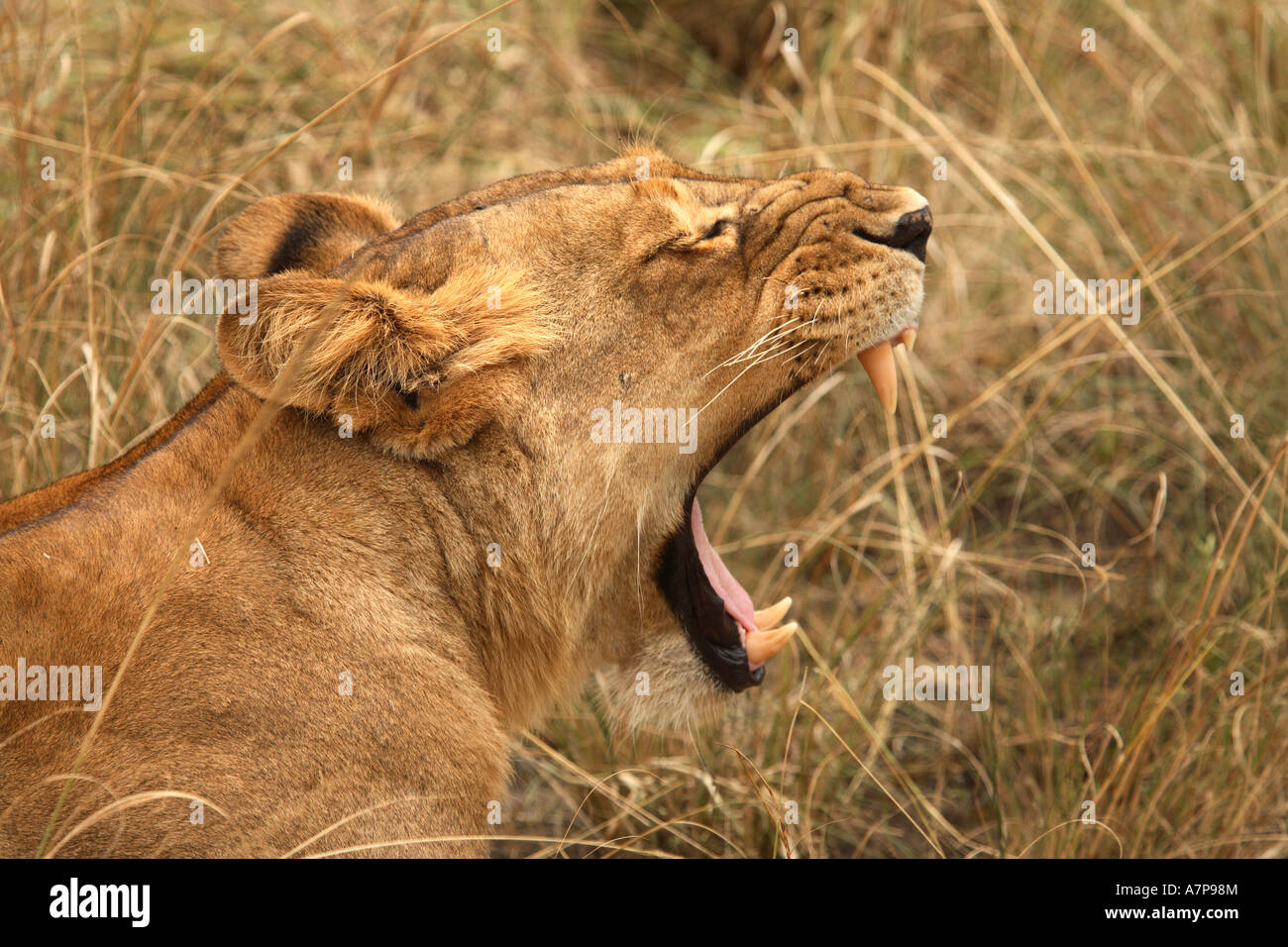 Weibliche Löwen, Murchison Falls Conservation Area, Uganda, Afrika Stockfoto