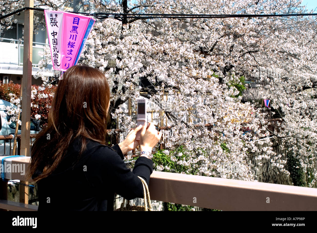 Tokyo Cherry Blossom Hanimi Spring Festival Japan Stockfoto