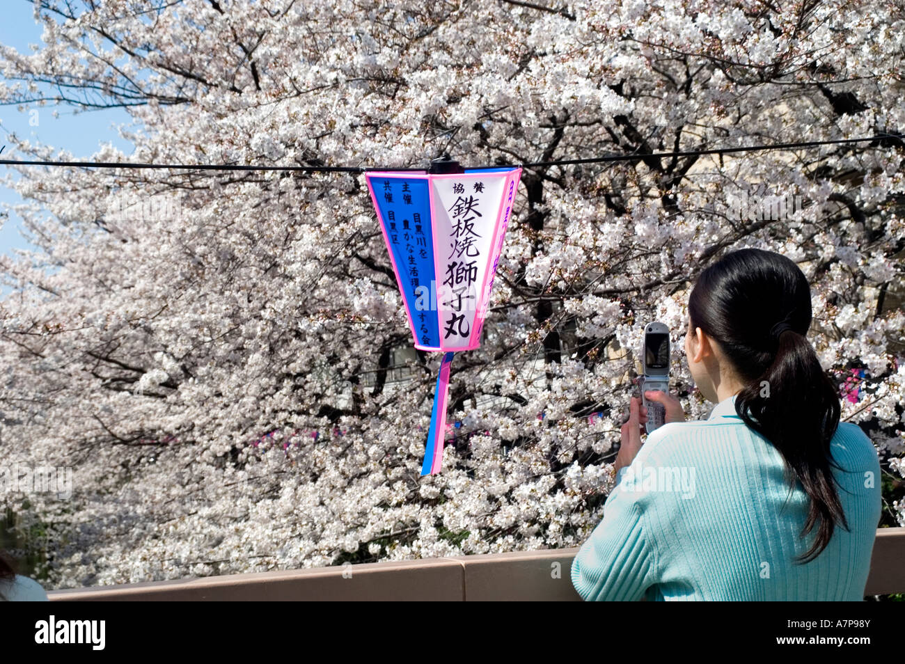 Tokyo Cherry Blossom Hanimi Spring Festival Japan Stockfoto