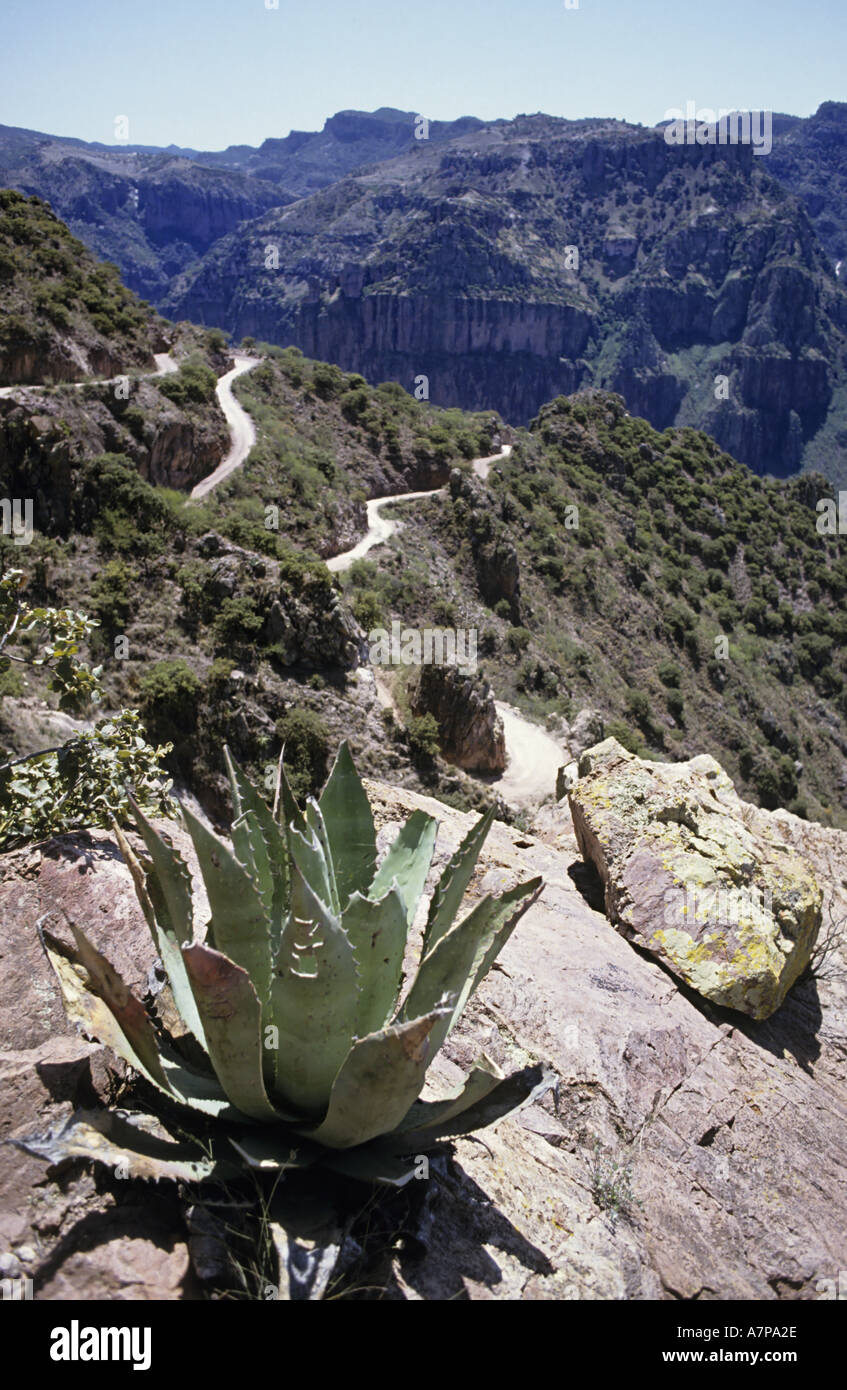 Straßen- und Kaktus in Copper Canyon, Chihuahua, Mexiko Stockfoto