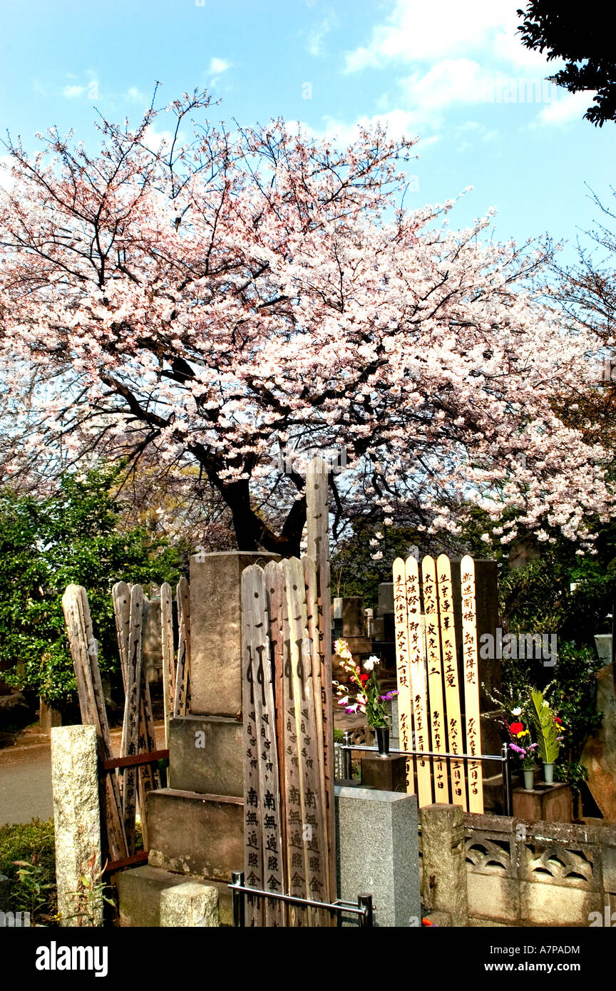 Aoyama Friedhof Tokio Cherry Blossom Blume japan Stockfoto