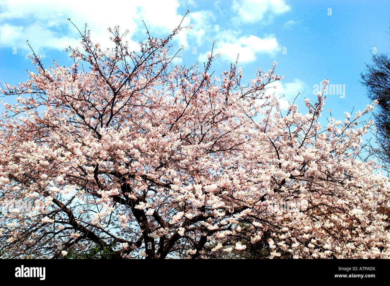 Aoyama Friedhof Tokio Cherry Blossom Blume japan Stockfoto