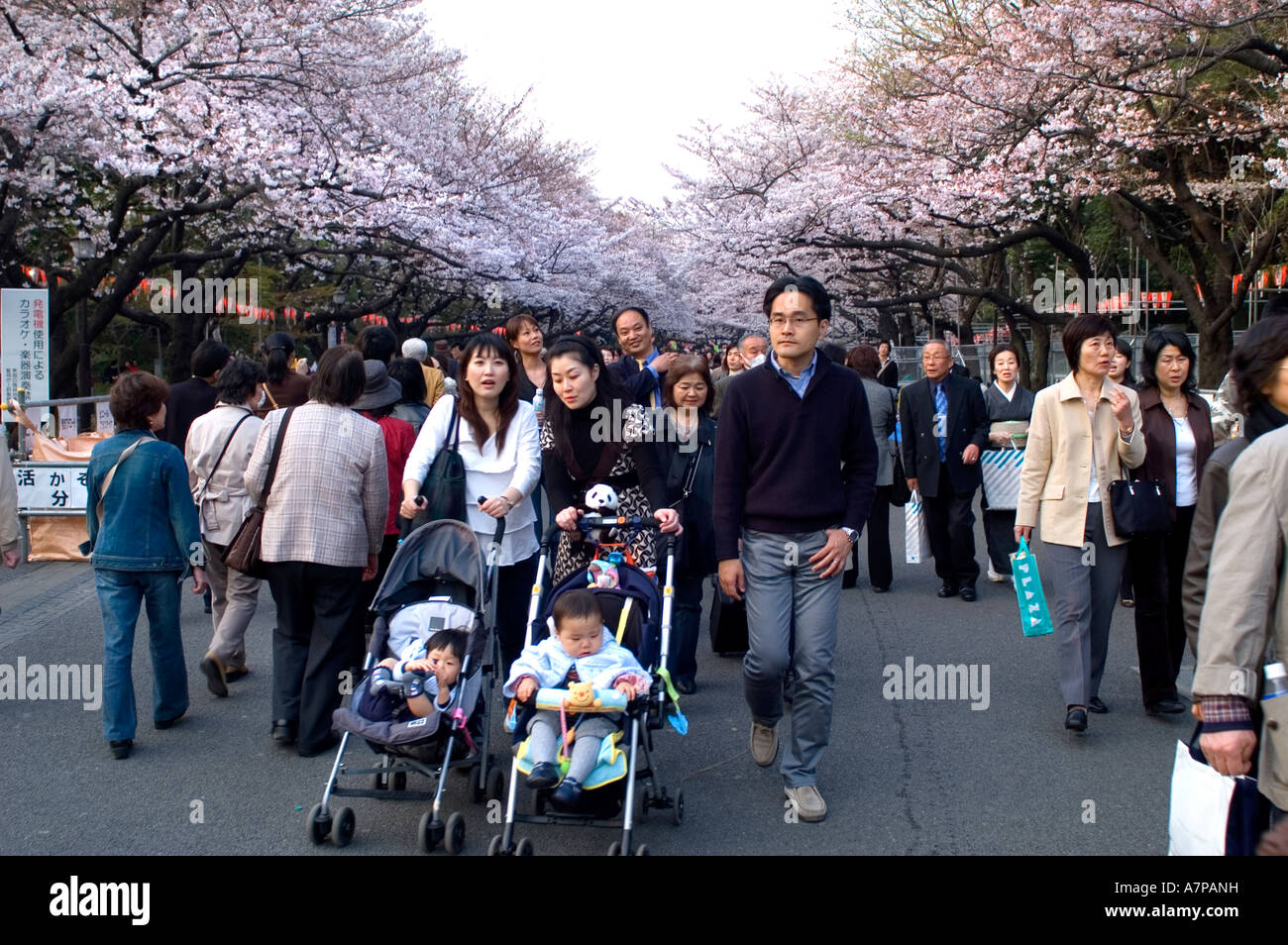 Tokyo Cherry Blossom Hanimi Frühjahr FestivalJapan Stockfoto