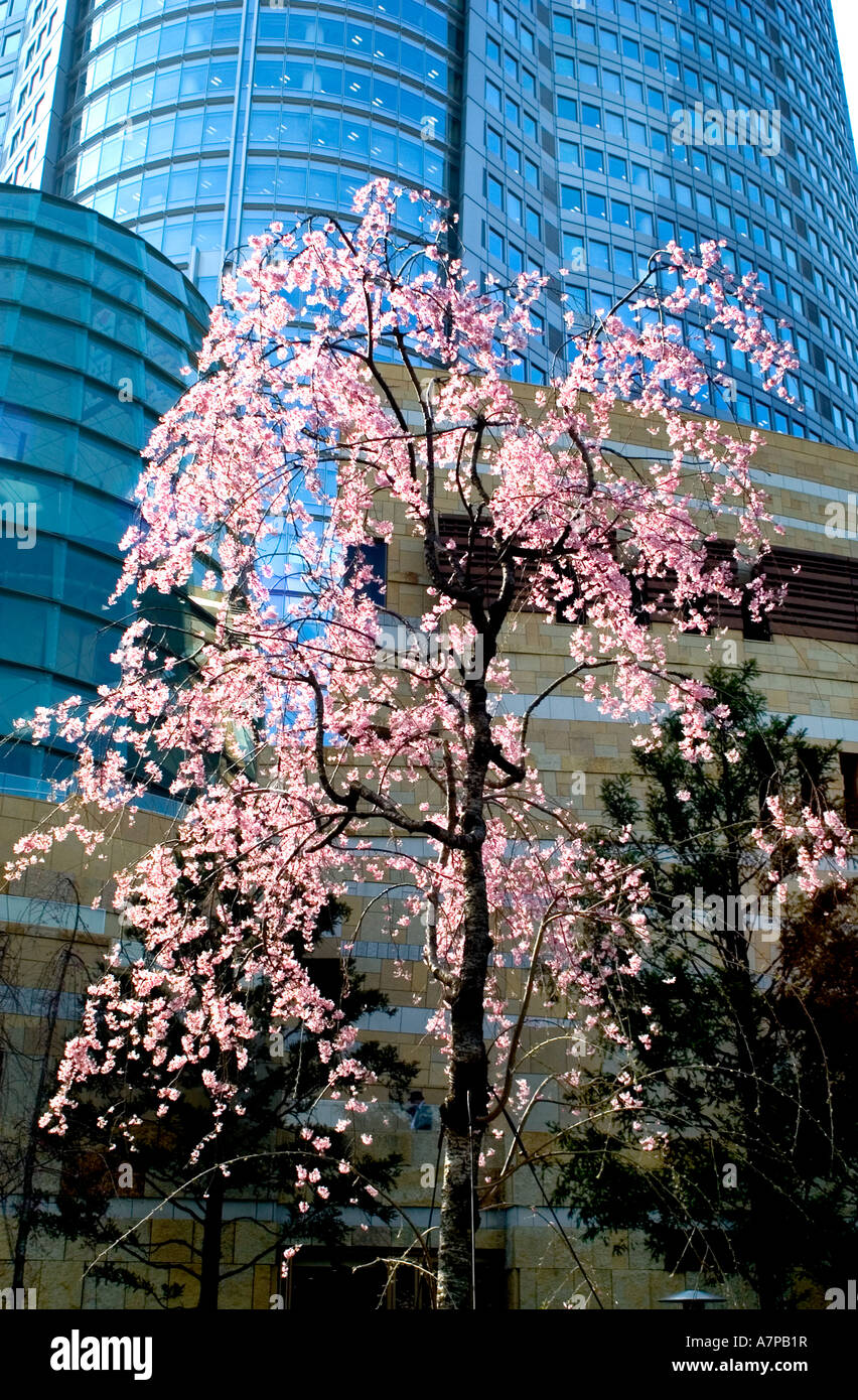 Roppongi Hills Hiruzu Kirschblüte Tokyo tower Stockfoto