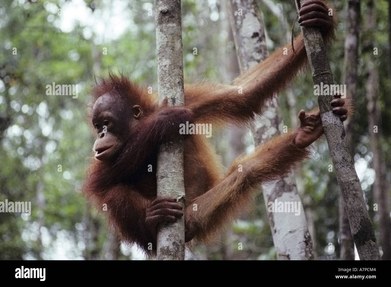 Bornean Orang-Utans (Pongo Pygmaeus Pygmaeus), juvenile, spannen an einem Baum, Malaysia, Sarawak, Semanggok Wildlife Rehabilitation Stockfoto