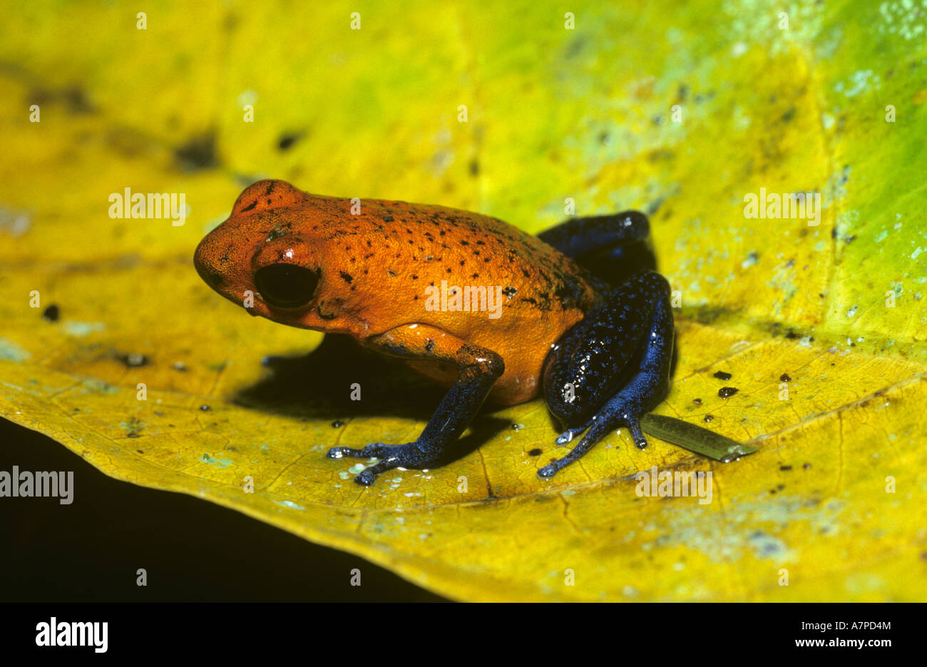 Strawberry poison Arrow Frog Dendrobates Pumilio Dendrobatidae im Regenwald von Costa Rica Stockfoto