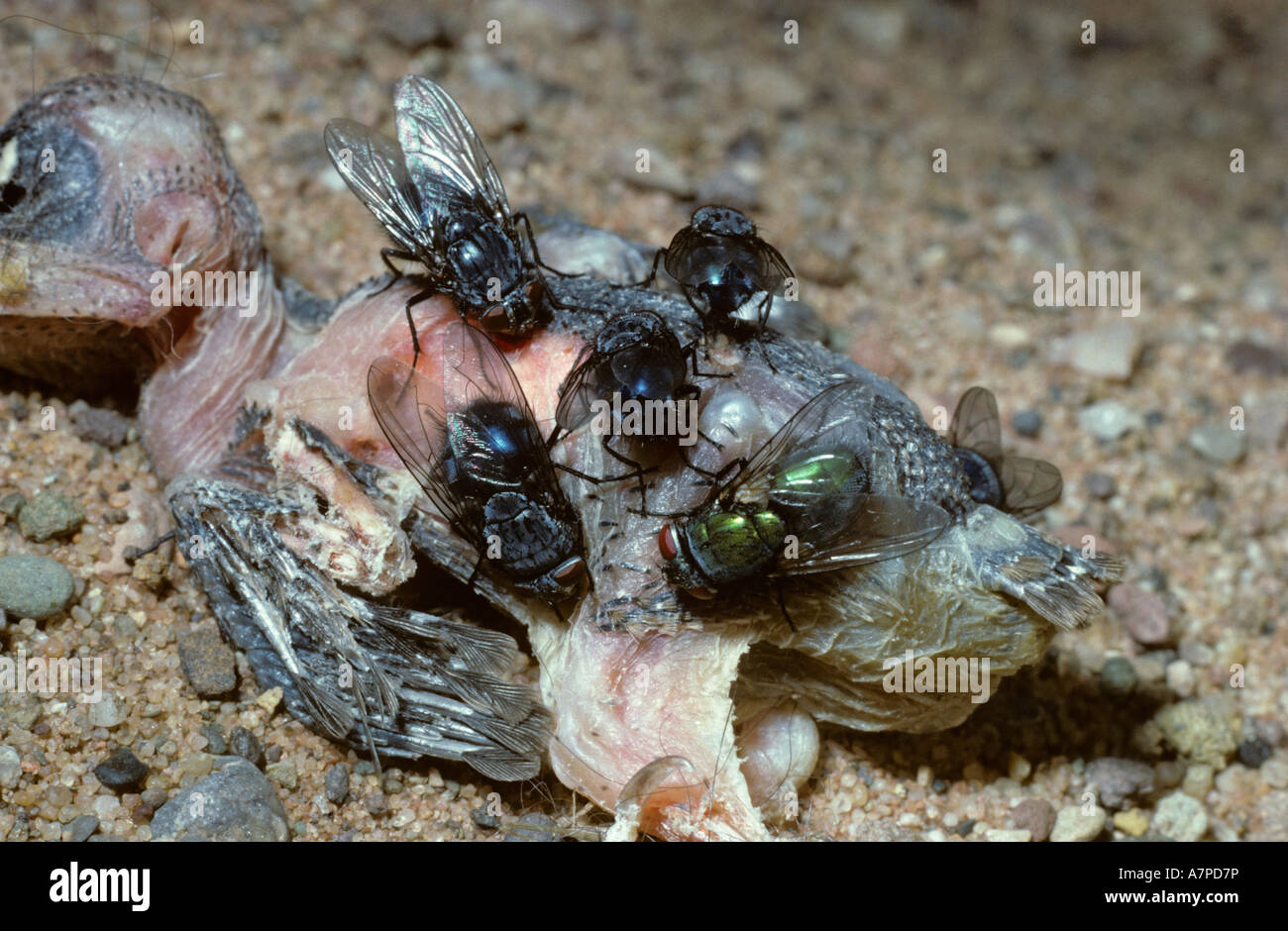 Zusammenarbeit fliegen Hexamerinaufnahme eingespieltes Calliphoridae und ein Greenbottle Lucilia sp auf die Leiche einer Baby Taube UK Stockfoto