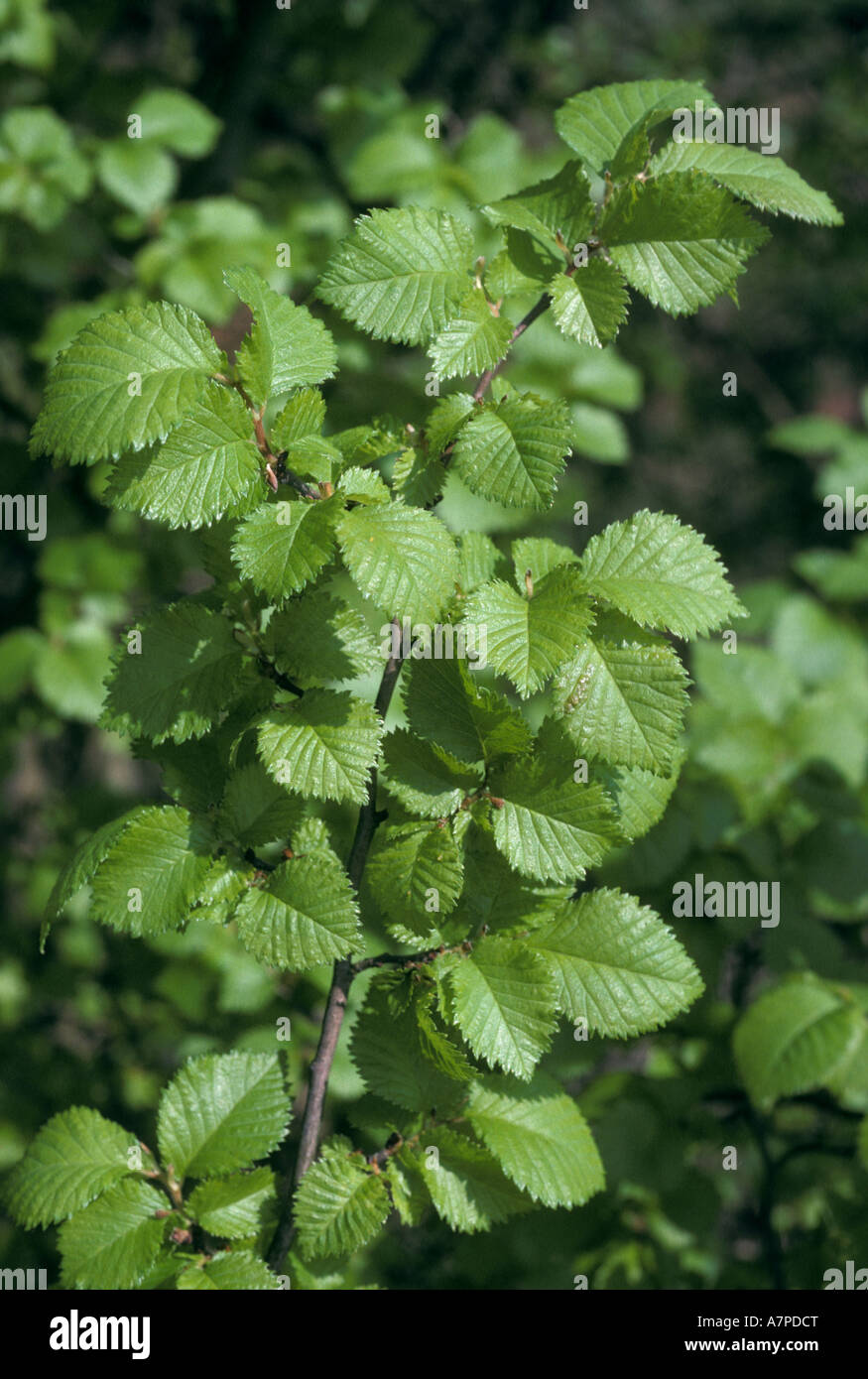 Englische Ulme Ulmus Procera Blätter im Frühling UK Stockfoto