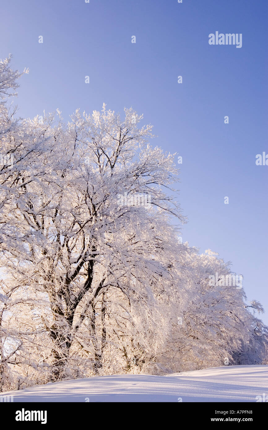 Bäume mit viel Schnee Peilstein Niederösterreich Stockfoto