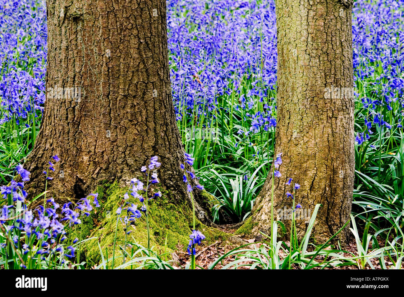 Glockenblumen in Hagbourne Wäldchen, England, UK Hyacinthoides non-Scripta auch bekannt als Wild Hyazinthe Stockfoto