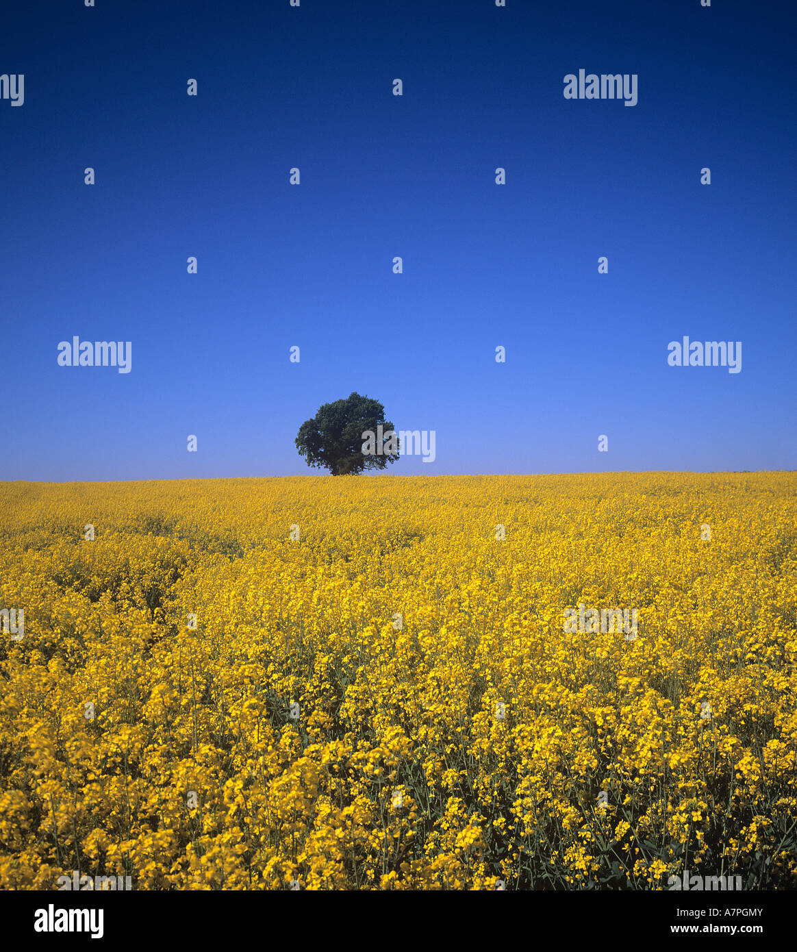 Bereich der Raps in voller Blüte mit lone Oak Tree am Horizont Stockfoto