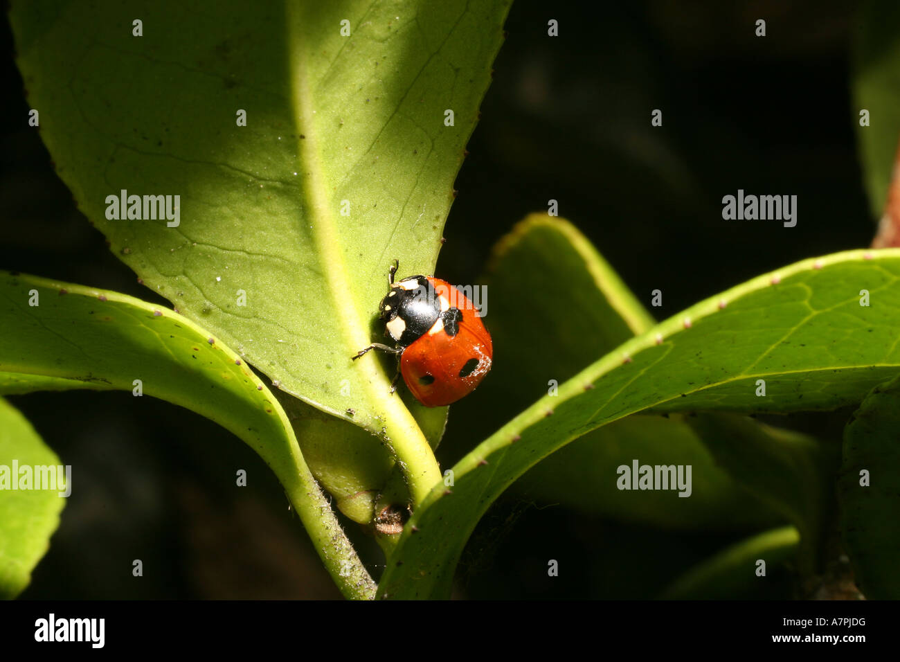 Marienkäfer Insekt am Blatt im frühen Frühlingssonne. Stockfoto
