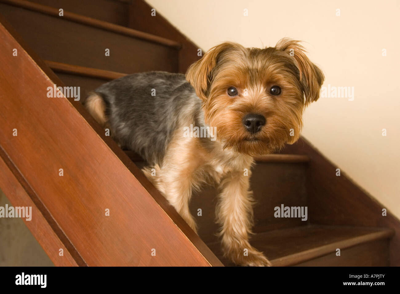 Yorkshire Terrier Hund auf Treppe Stockfoto