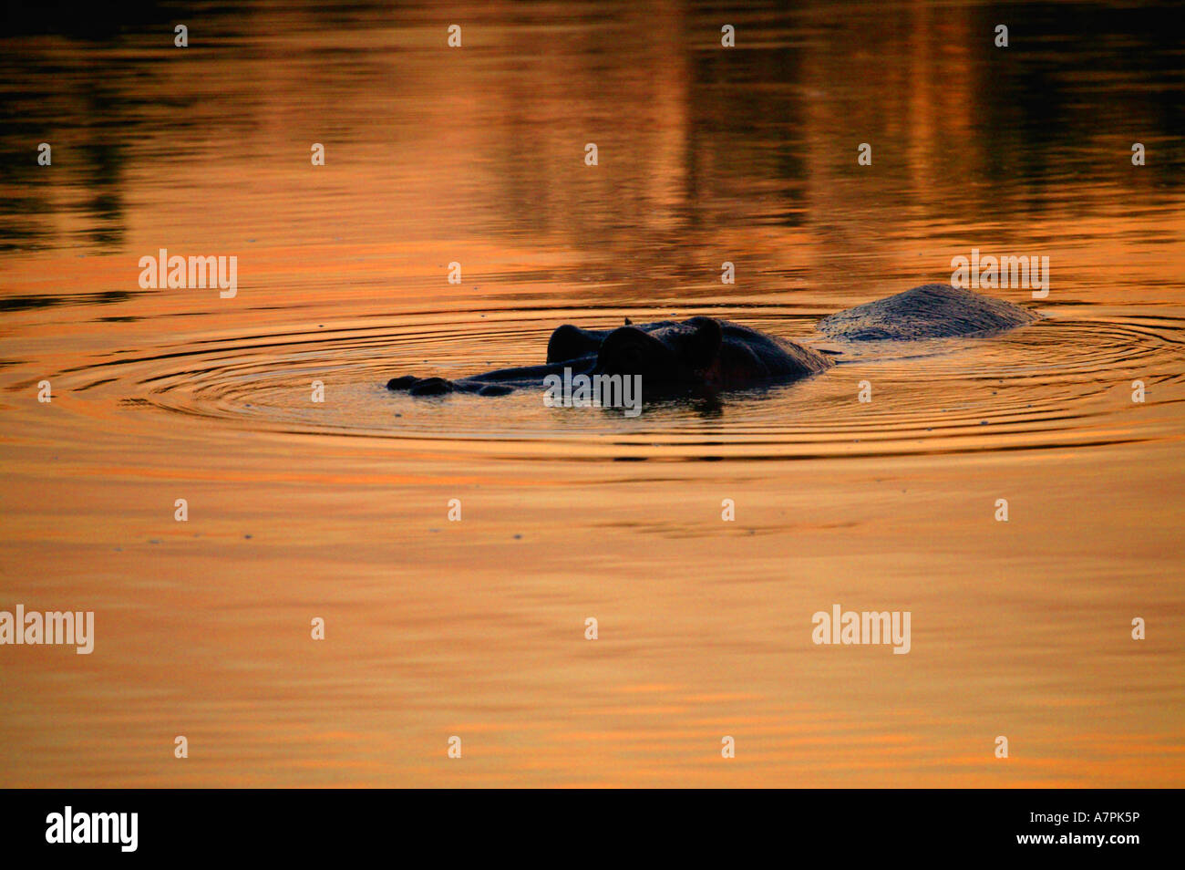 Nilpferd und Wellen in einem Wasserloch bei Sonnenuntergang mit den orangefarbenen Himmel des Abends spiegelt sich im Wasser Stockfoto