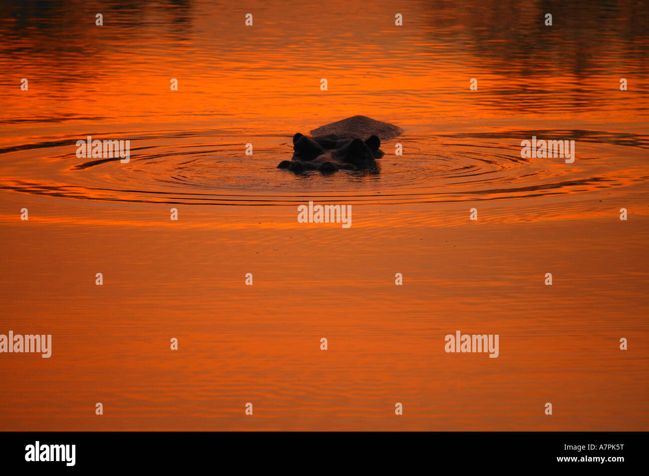 Nilpferd und Wellen in einem Wasserloch bei Sonnenuntergang mit den orangefarbenen Himmel des Abends spiegelt sich im Wasser Stockfoto