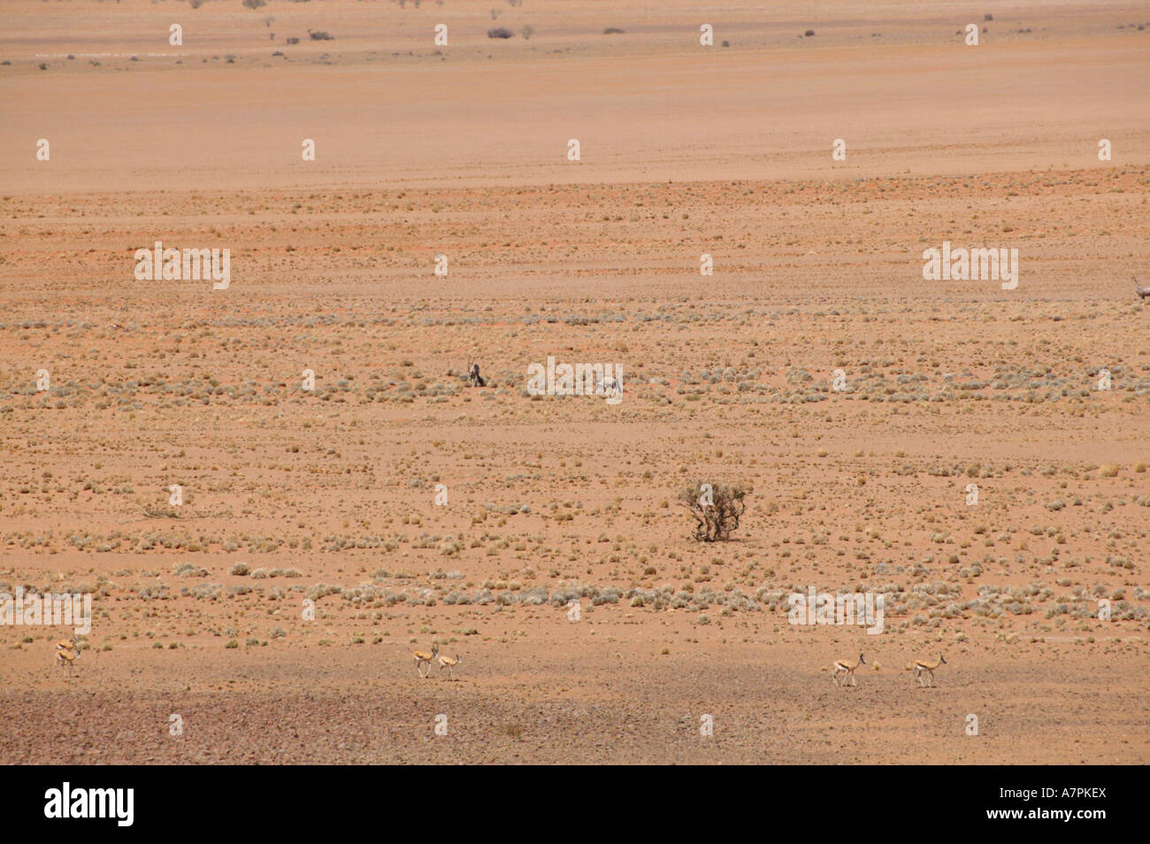 Springböcke und Oryx Gemsbock zu Fuß über einen trockenen Wüstenebene in der Namib-Wüste Namibrand Nature Reserve Namibia Stockfoto
