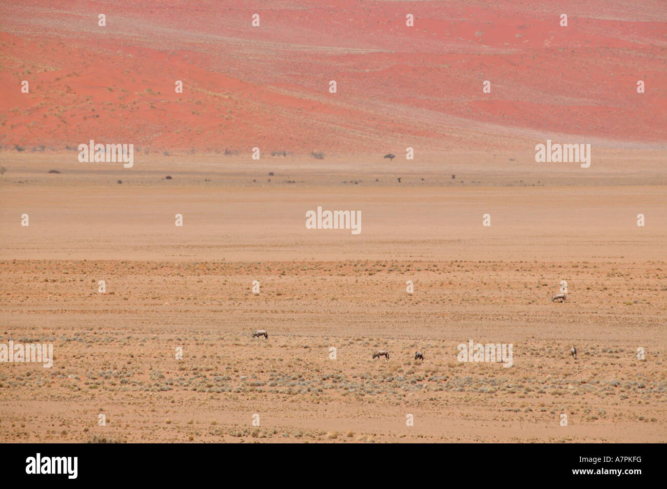 Oryx Gemsbock auf einer trockenen Wüstenebene in der Namib-Wüste Namibrand Nature Reserve Namibia Stockfoto