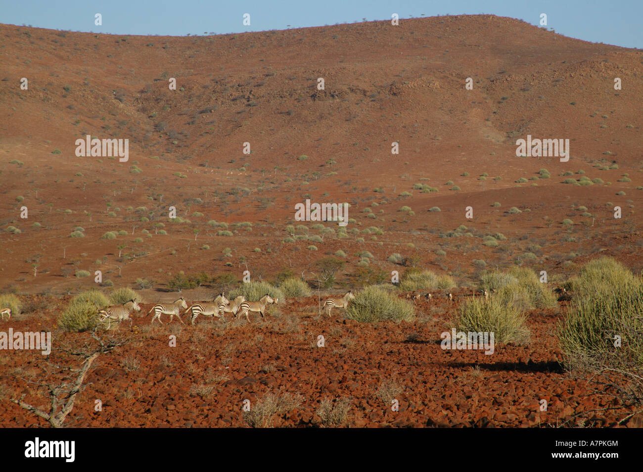 Eine kleine Herde von Hartmanns Bergzebra bei Etendeka eines Damaraland Tierwelt Konzessionsgebieten Stockfoto