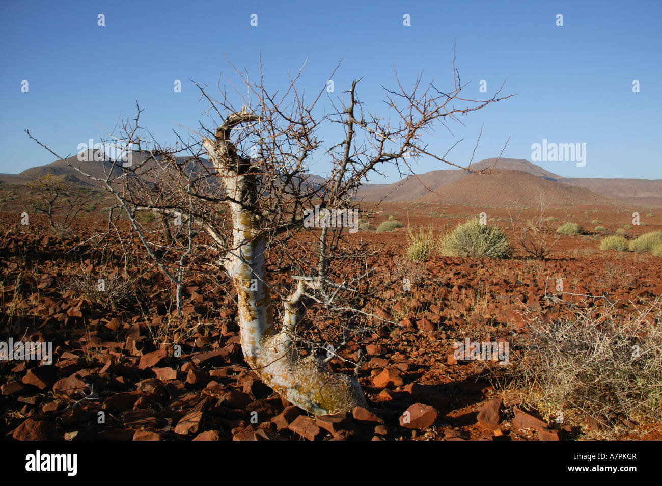 Ein Commiphora sp Baum in Etendeka eines Damaraland Konzession Wildruhezonen Etendeka Damaraland Namibia Stockfoto