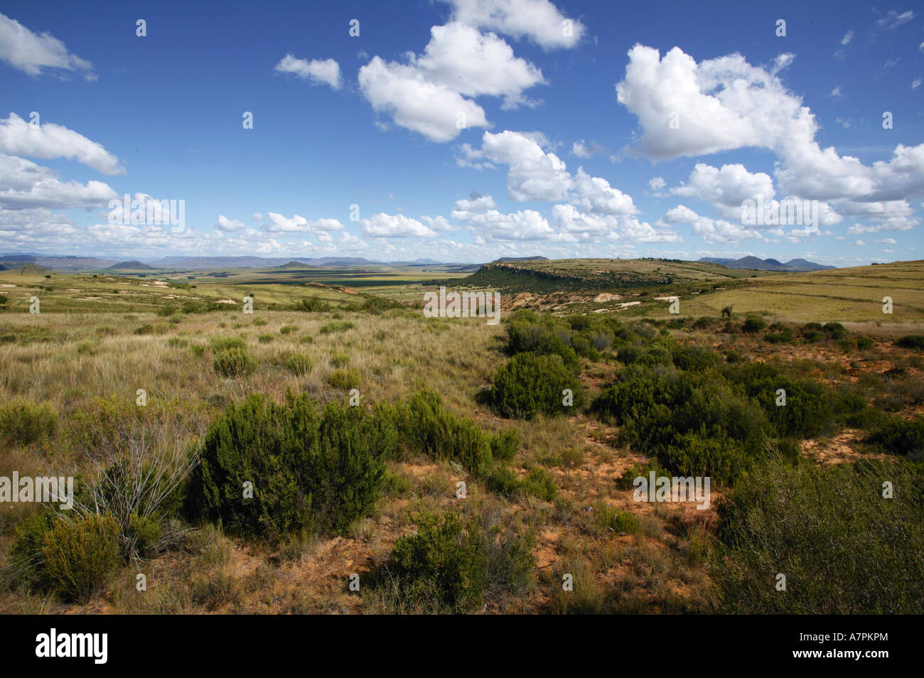 Ländliche Gegend mit den Maluti Mountains in der Ferne Ladybrand Südafrika Stockfoto
