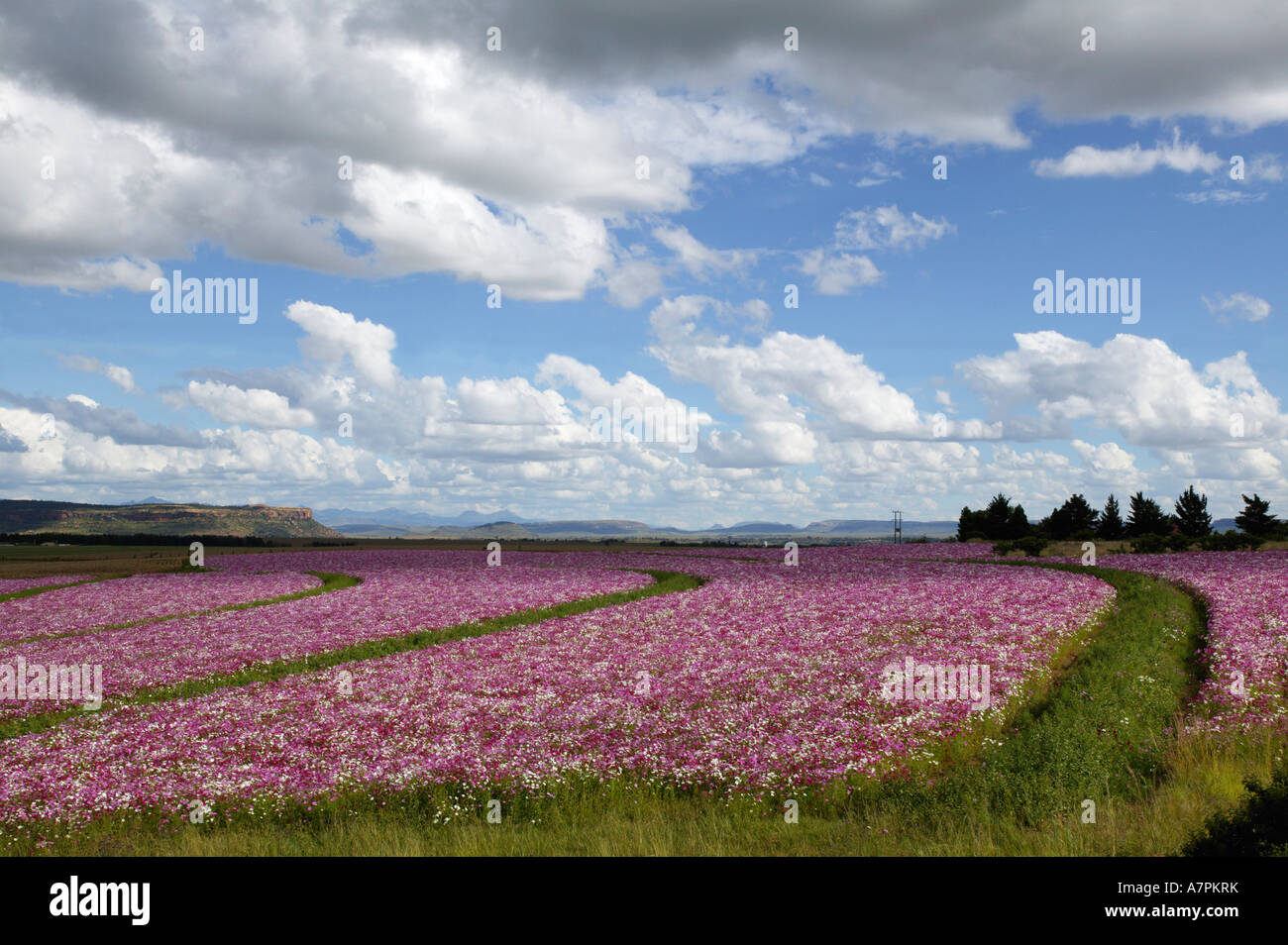 Kosmos-Blumen wachsen in einem landwirtschaftlichen Bereich in der östlichen Freistaat Südafrika Stockfoto
