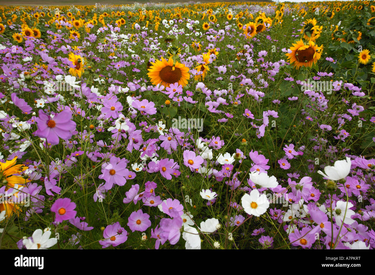 Ein gemischtes Feld des Kosmos und Sonnenblumen in der östlichen Freistaat Südafrika Stockfoto