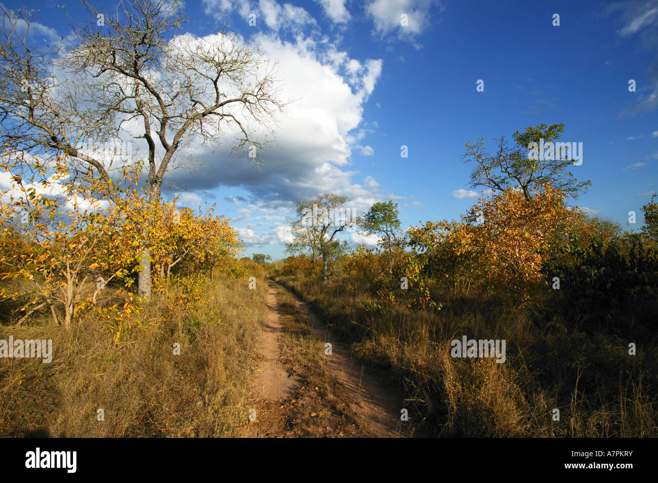 Eine Spur durch eine Bushveld-Szene mit Bäumen und Gräsern in herbstlichen Farbtönen Mpumalanga Lowveld Südafrika Stockfoto