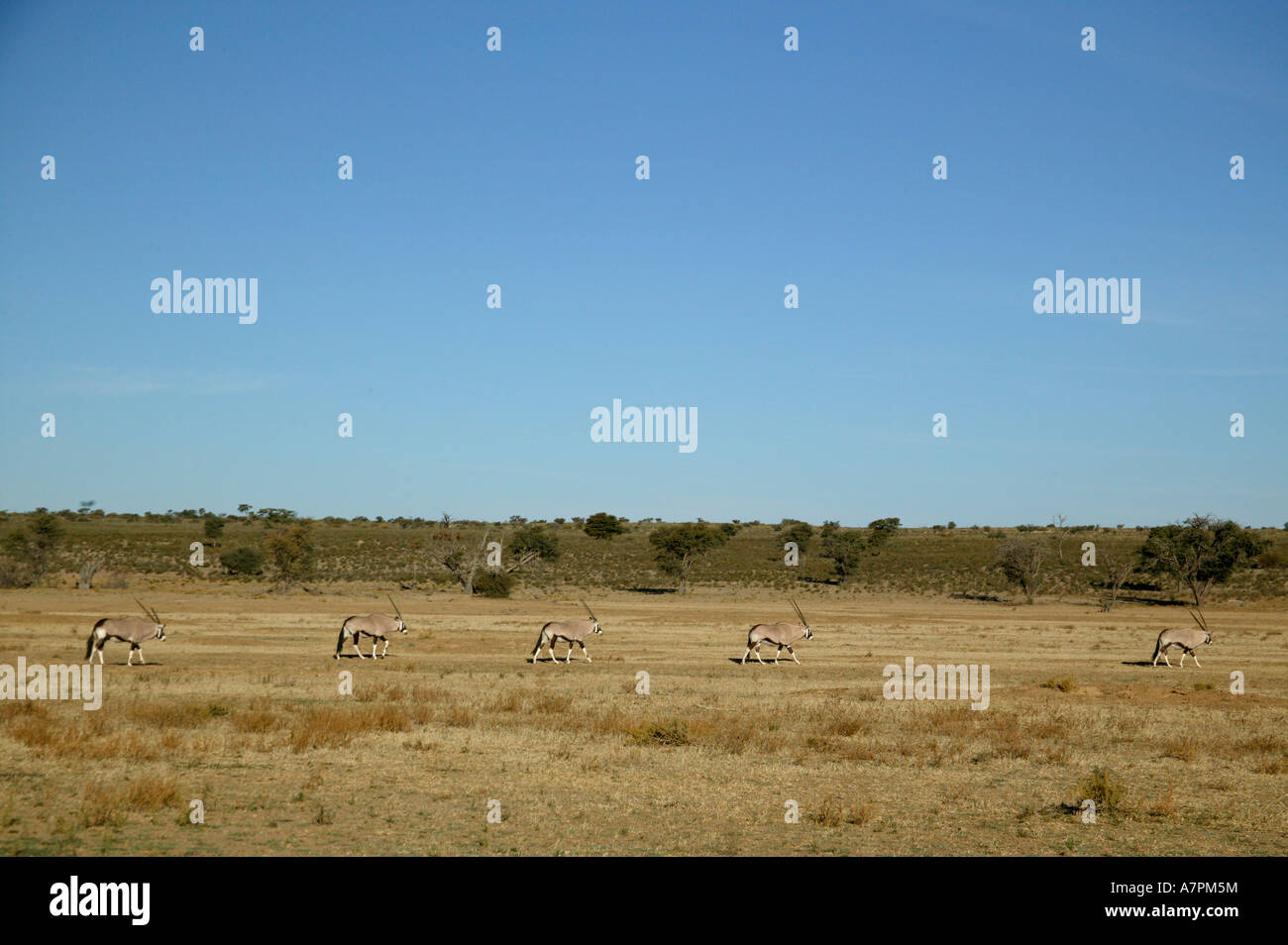 Eine Linie von fünf Gemsbock Oryx walking im kargen Nossob Flussbett Kgalagadi Transfrontier Park Stockfoto
