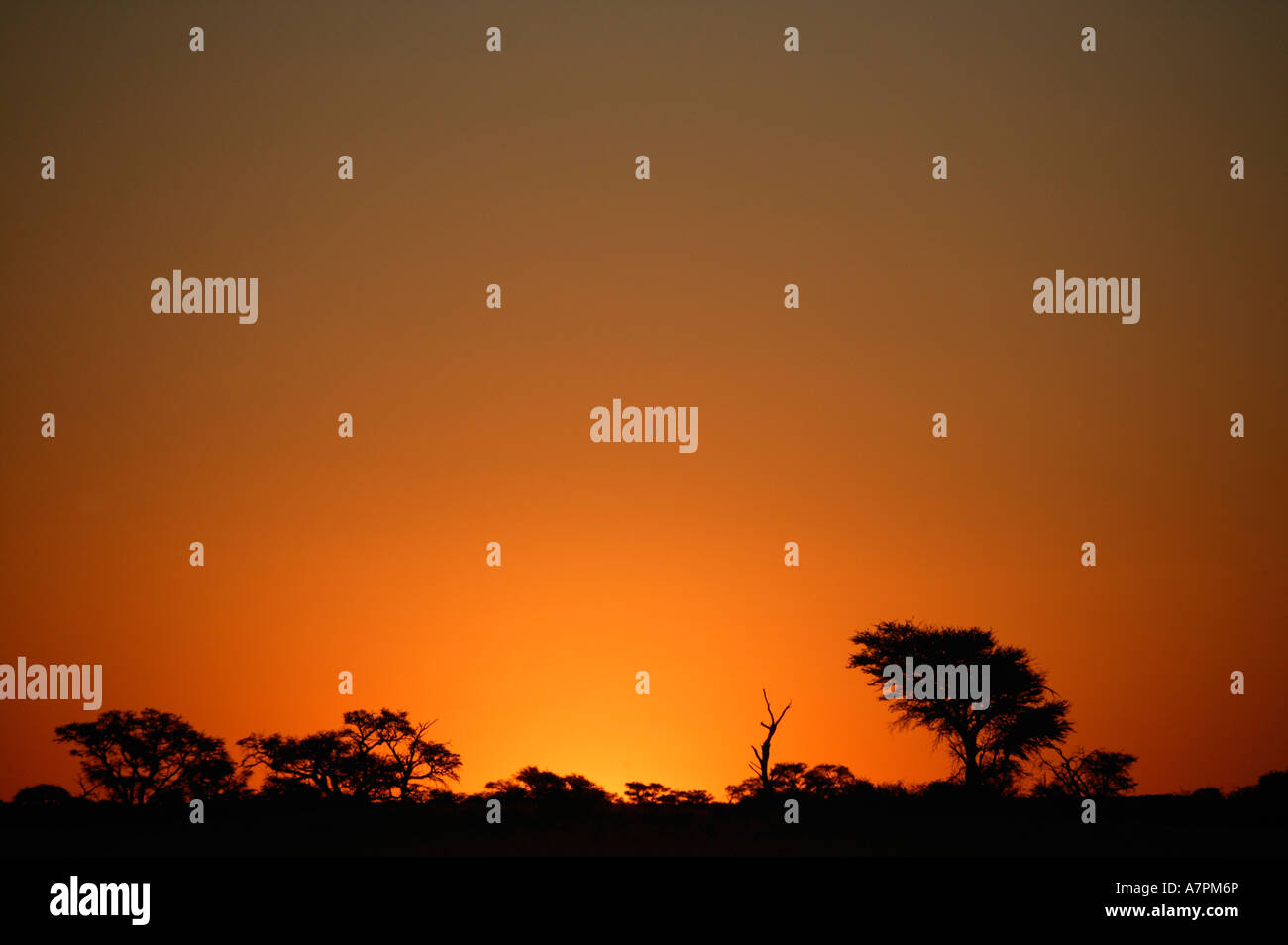 Sonnenuntergang hinter einer Reihe von Silhouette Camel Thorn Bäumen Acacia Erioloba in der nördlichen Kalahari Stockfoto