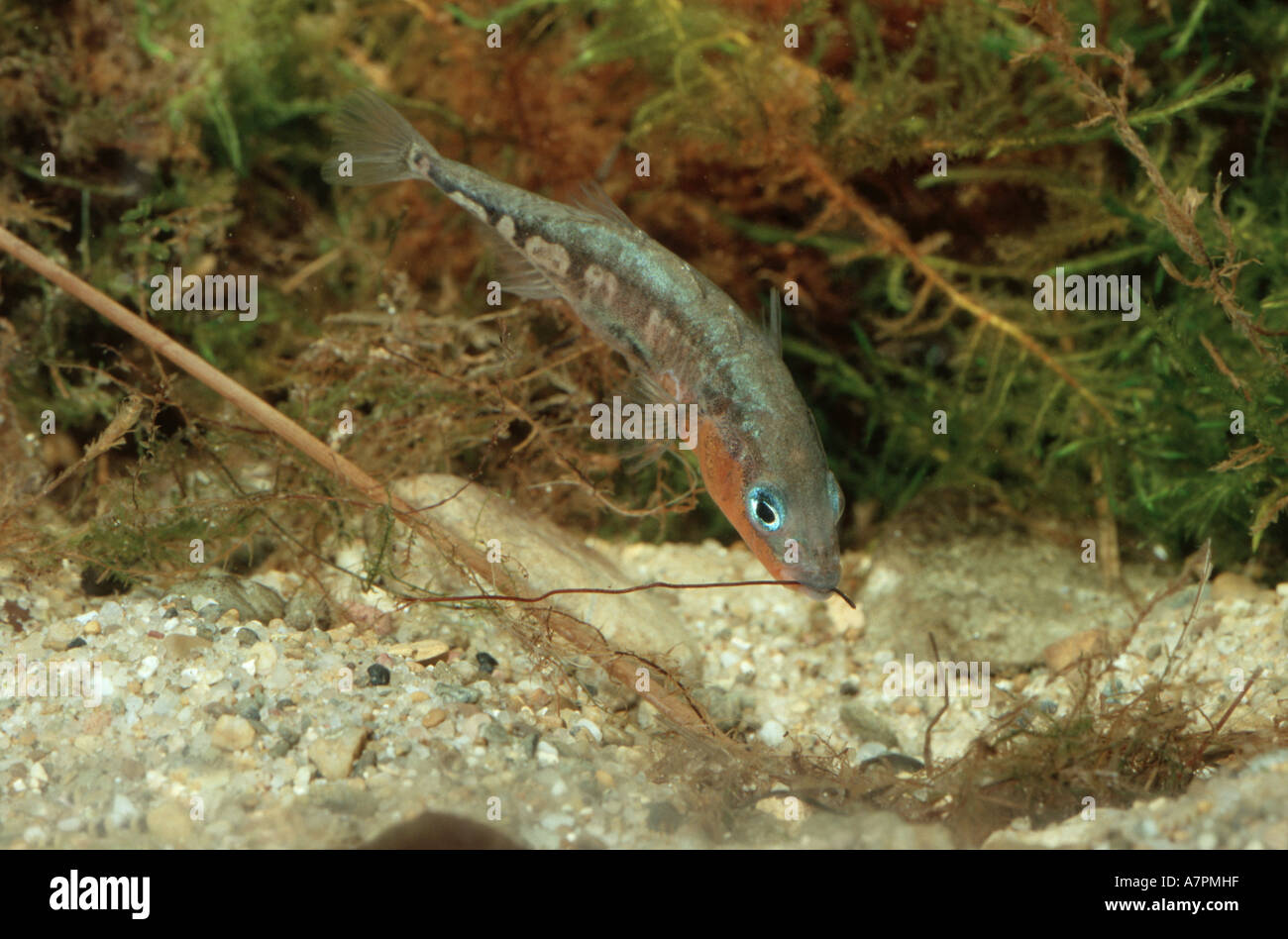 praktisch Dreistachliger Stichling (Gasterosteus Aculeatus), Männchen beim Nestbau, Deutschland, Bayern Stockfoto