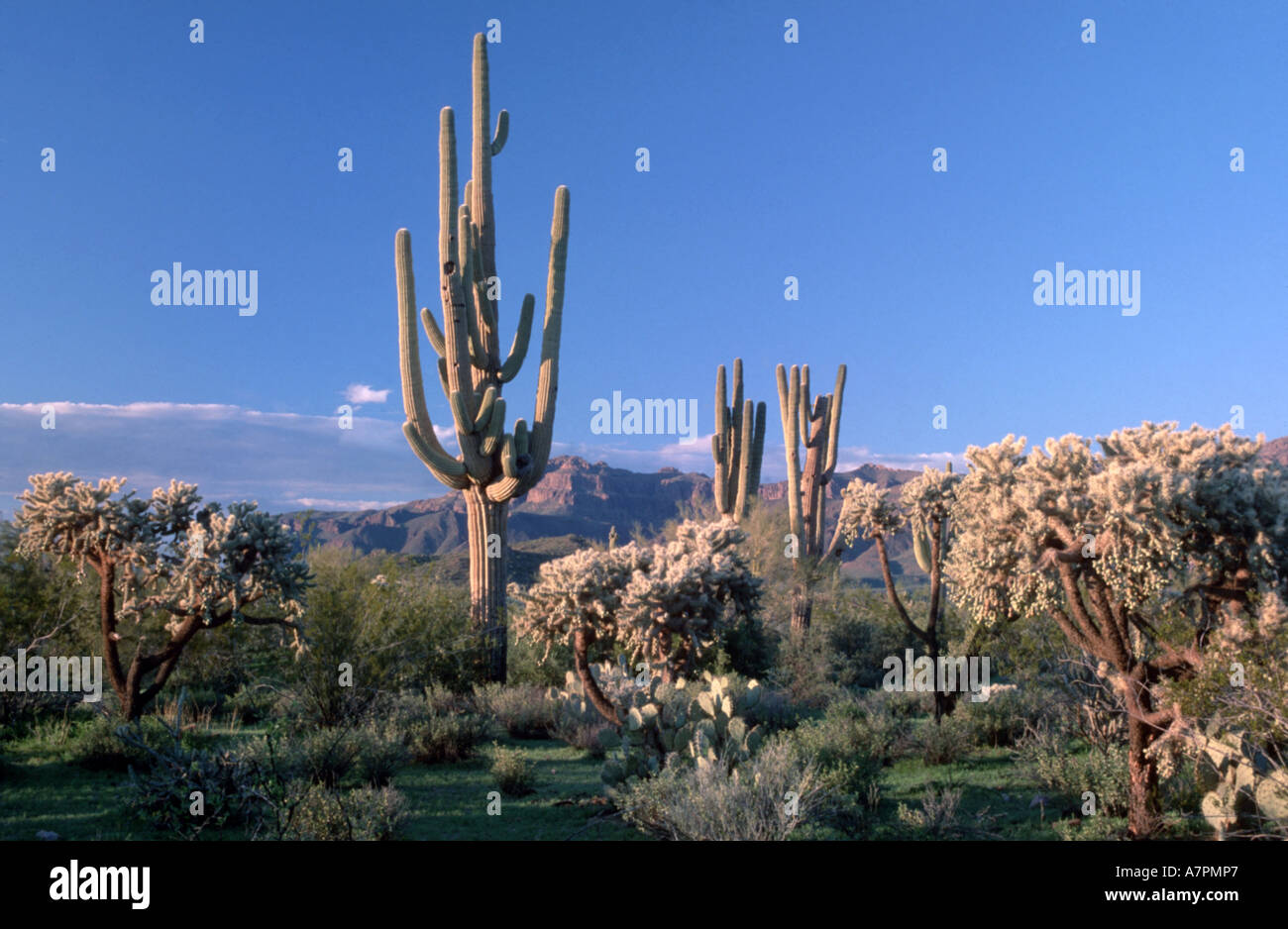 Frühling im Saguaro NP, USA Stockfoto