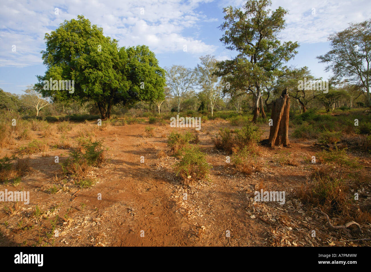 Pafuri Landschaft zeigt eine große Nyala Baum Xanthocercis Zambesiaca in einer trockenen aber buschige Landschaft Makuleke Konzession Stockfoto