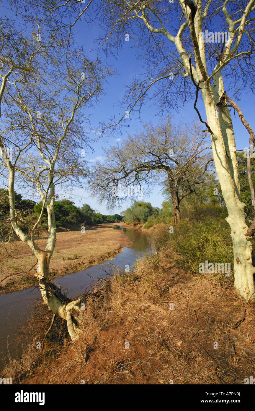 Fieber Bäume Acacia Xanthophloea an den Ufern des Flusses Luvuvhu Makuleke Konzession Krüger-Nationalpark Stockfoto