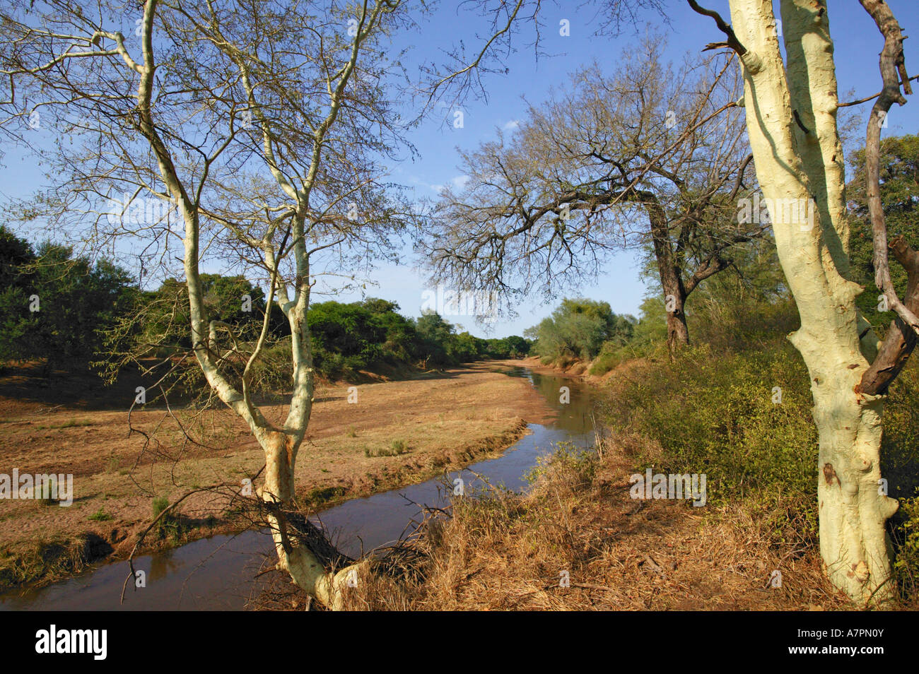 Fieber Bäume Acacia Xanthophloea an den Ufern des Flusses Luvuvhu Makuleke Konzession Krüger-Nationalpark Stockfoto